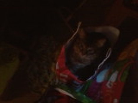 Picture of a cat / kitten / feline