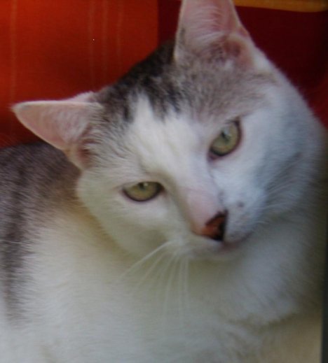 Picture of a cat / kitten / feline