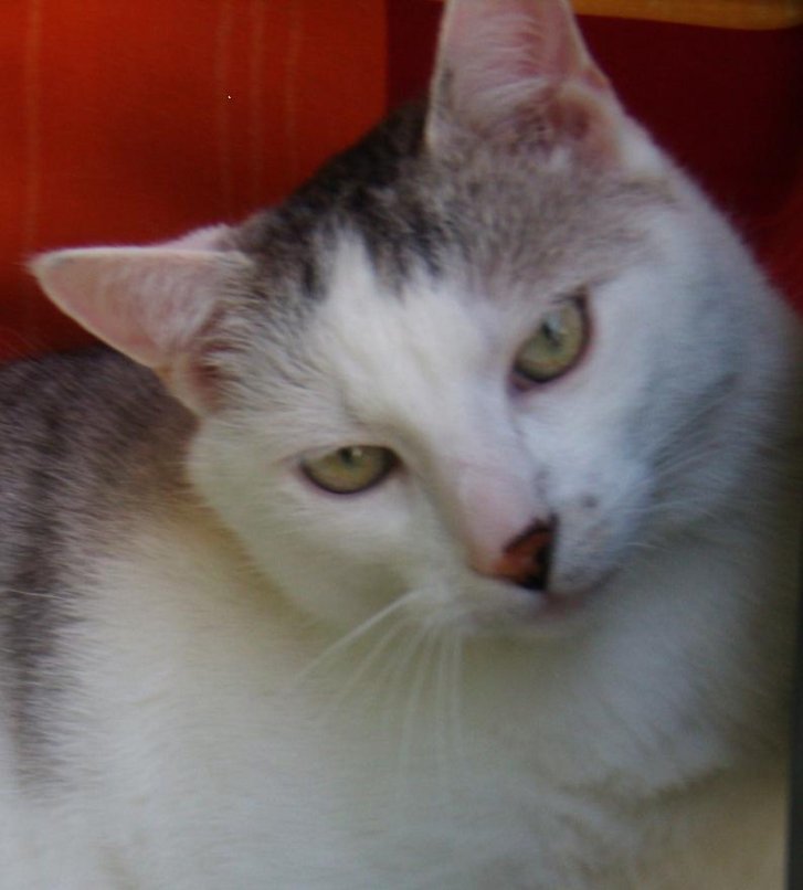 Picture of a cat / kitten / feline