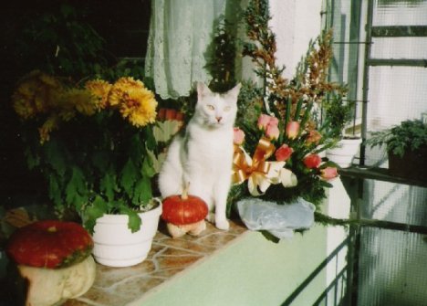 Picture of a cat / kitten / feline