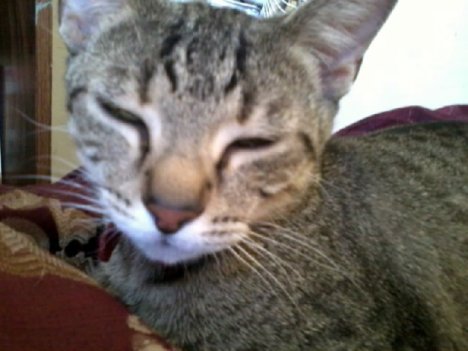 Picture of a cat / kitten / feline