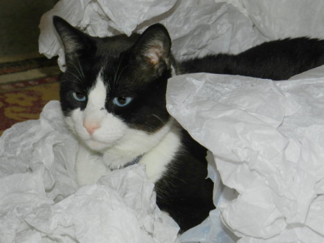 Picture of a cat / kitten / feline