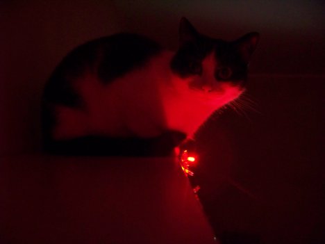 Picture of a cat / kitten / feline