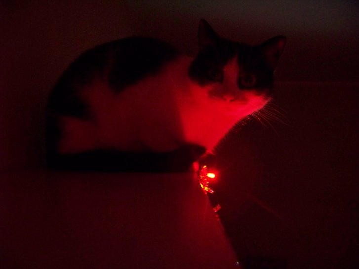 Picture of a cat / kitten / feline