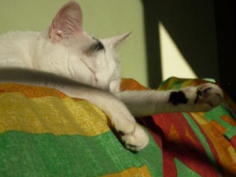 Picture of a cat / kitten / feline