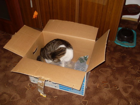 Picture of a cat / kitten / feline