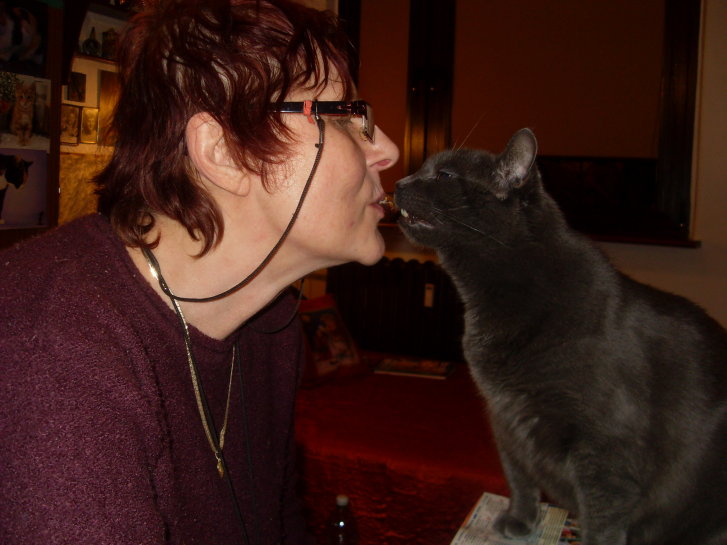 Picture of a cat / kitten / feline