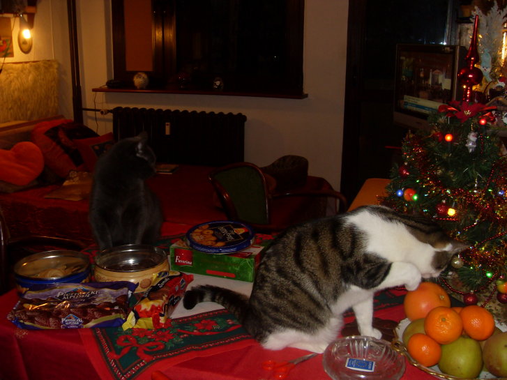 Picture of a cat / kitten / feline