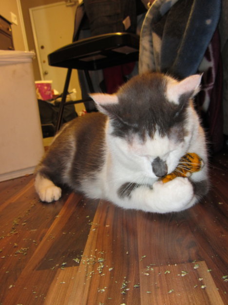 Picture of a cat / kitten / feline