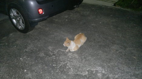 Picture of a cat / kitten / feline