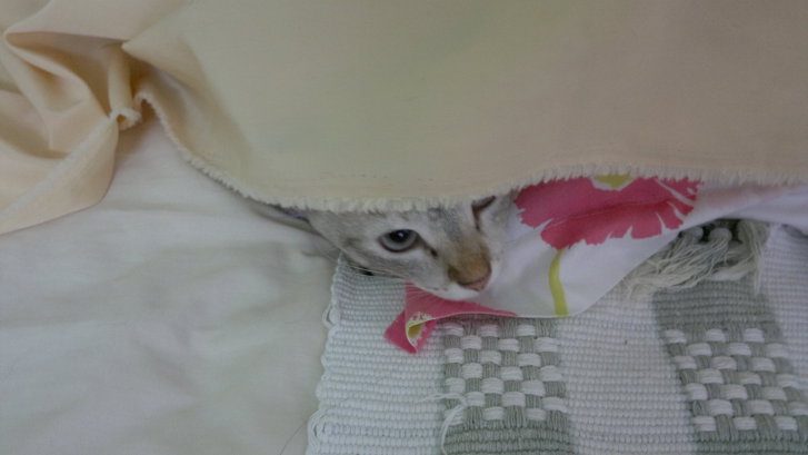 Picture of a cat / kitten / feline