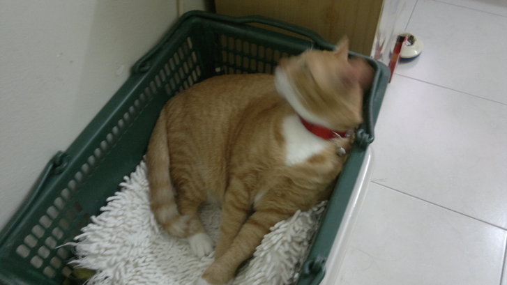 Picture of a cat / kitten / feline