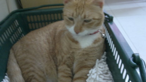 Picture of a cat / kitten / feline