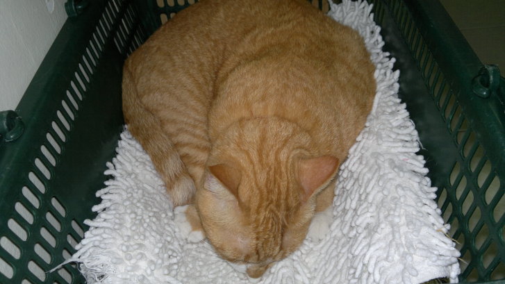 Picture of a cat / kitten / feline