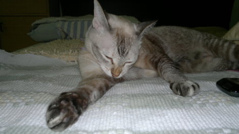 Picture of a cat / kitten / feline