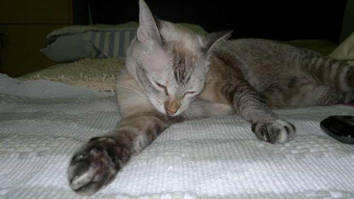 Picture of a cat / kitten / feline