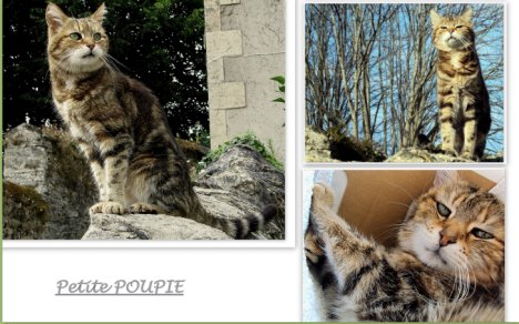 Picture of a cat / kitten / feline