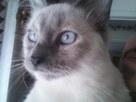 Picture of a cat / kitten / feline