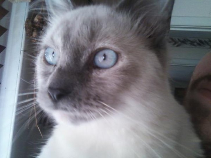 Picture of a cat / kitten / feline