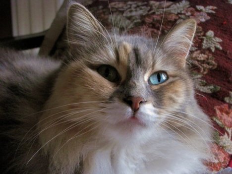 Picture of a cat / kitten / feline