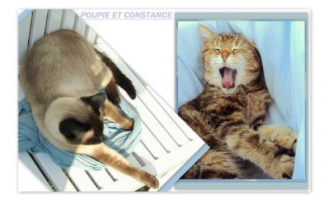 Picture of a cat / kitten / feline