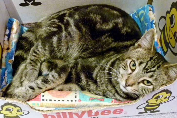 Picture of a cat / kitten / feline