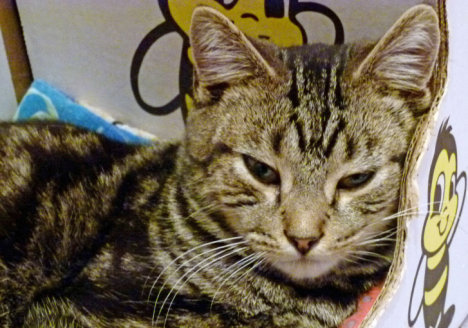 Picture of a cat / kitten / feline