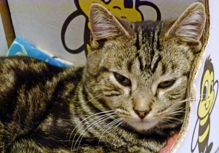 Picture of a cat / kitten / feline