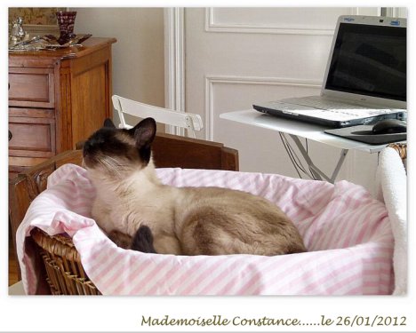 Picture of a cat / kitten / feline