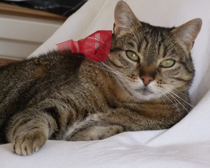 Picture of a cat / kitten / feline