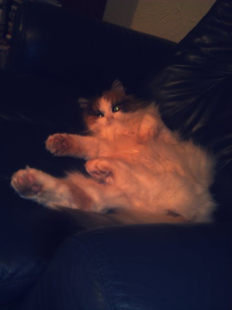 Picture of a cat / kitten / feline