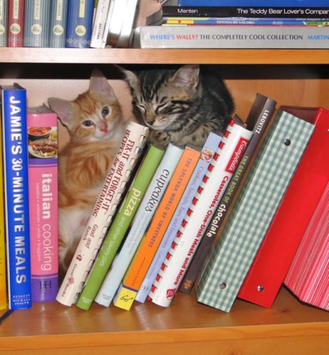 Picture of a cat / kitten / feline