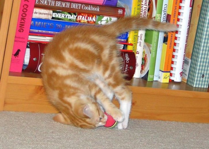 Picture of a cat / kitten / feline