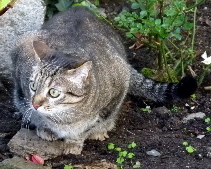 Picture of a cat / kitten / feline