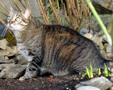 Picture of a cat / kitten / feline