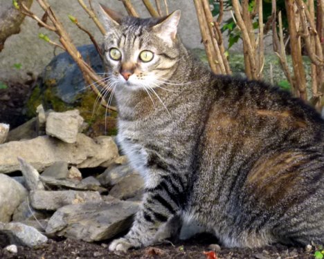 Picture of a cat / kitten / feline