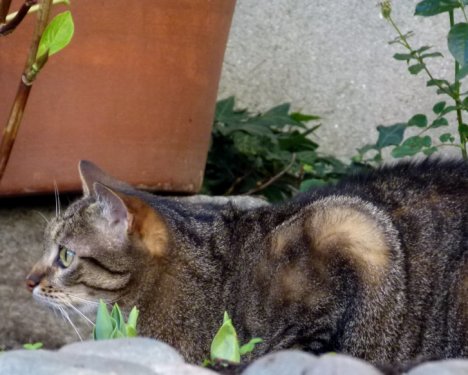 Picture of a cat / kitten / feline