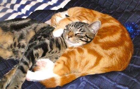 Picture of a cat / kitten / feline