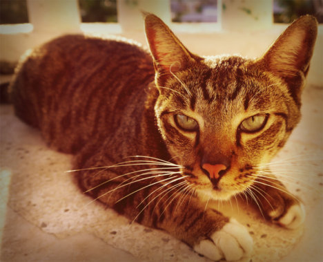 Picture of a cat / kitten / feline