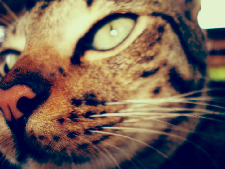 Picture of a cat / kitten / feline