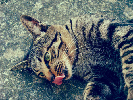 Picture of a cat / kitten / feline