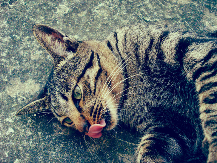 Picture of a cat / kitten / feline