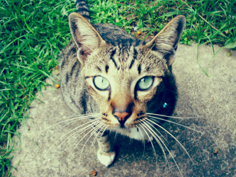 Picture of a cat / kitten / feline