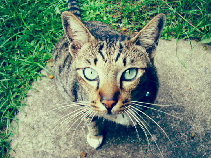 Picture of a cat / kitten / feline