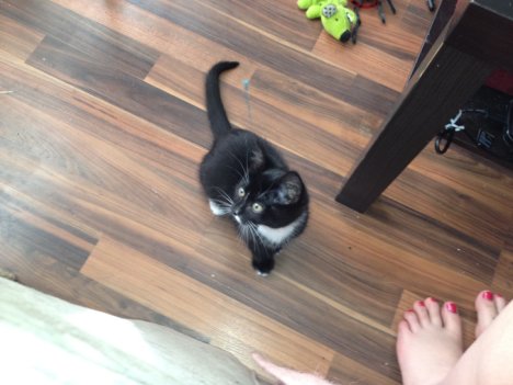 Picture of a cat / kitten / feline