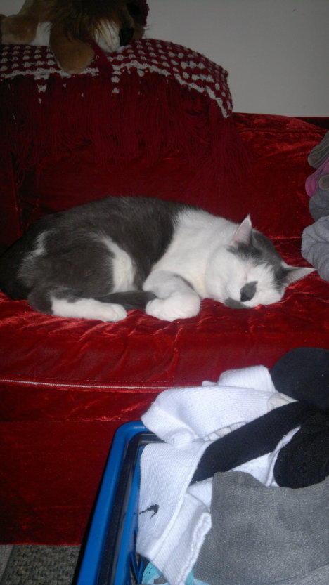 Picture of a cat / kitten / feline