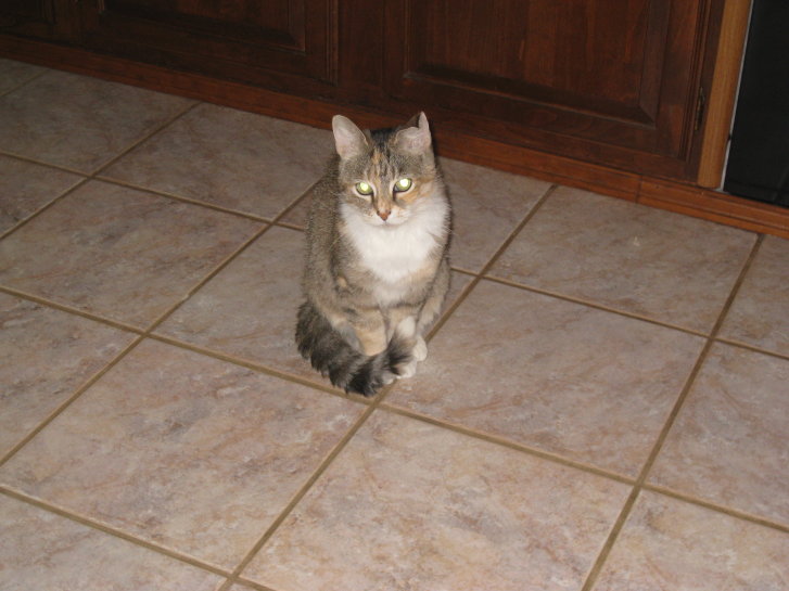 Picture of a cat / kitten / feline