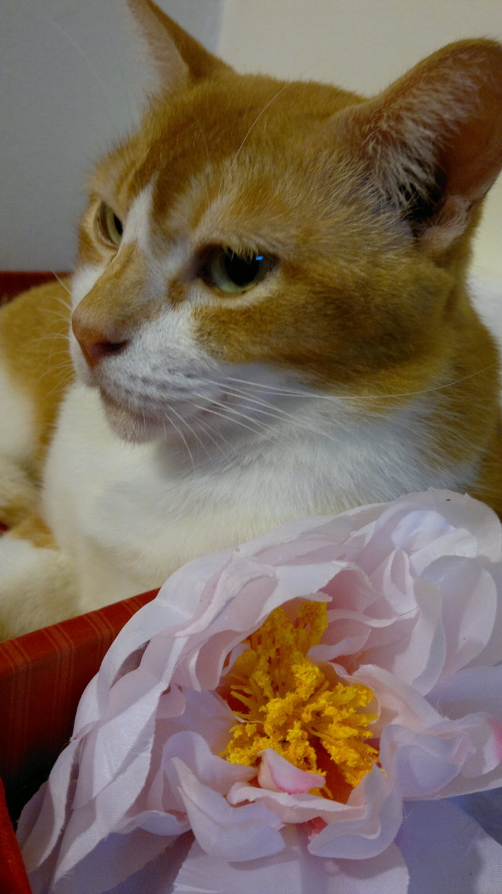 Picture of a cat / kitten / feline