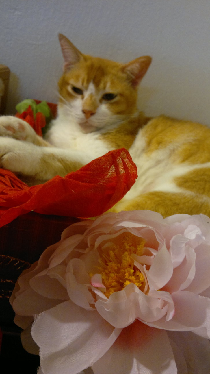 Picture of a cat / kitten / feline