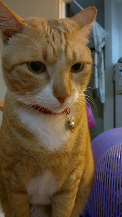 Picture of a cat / kitten / feline